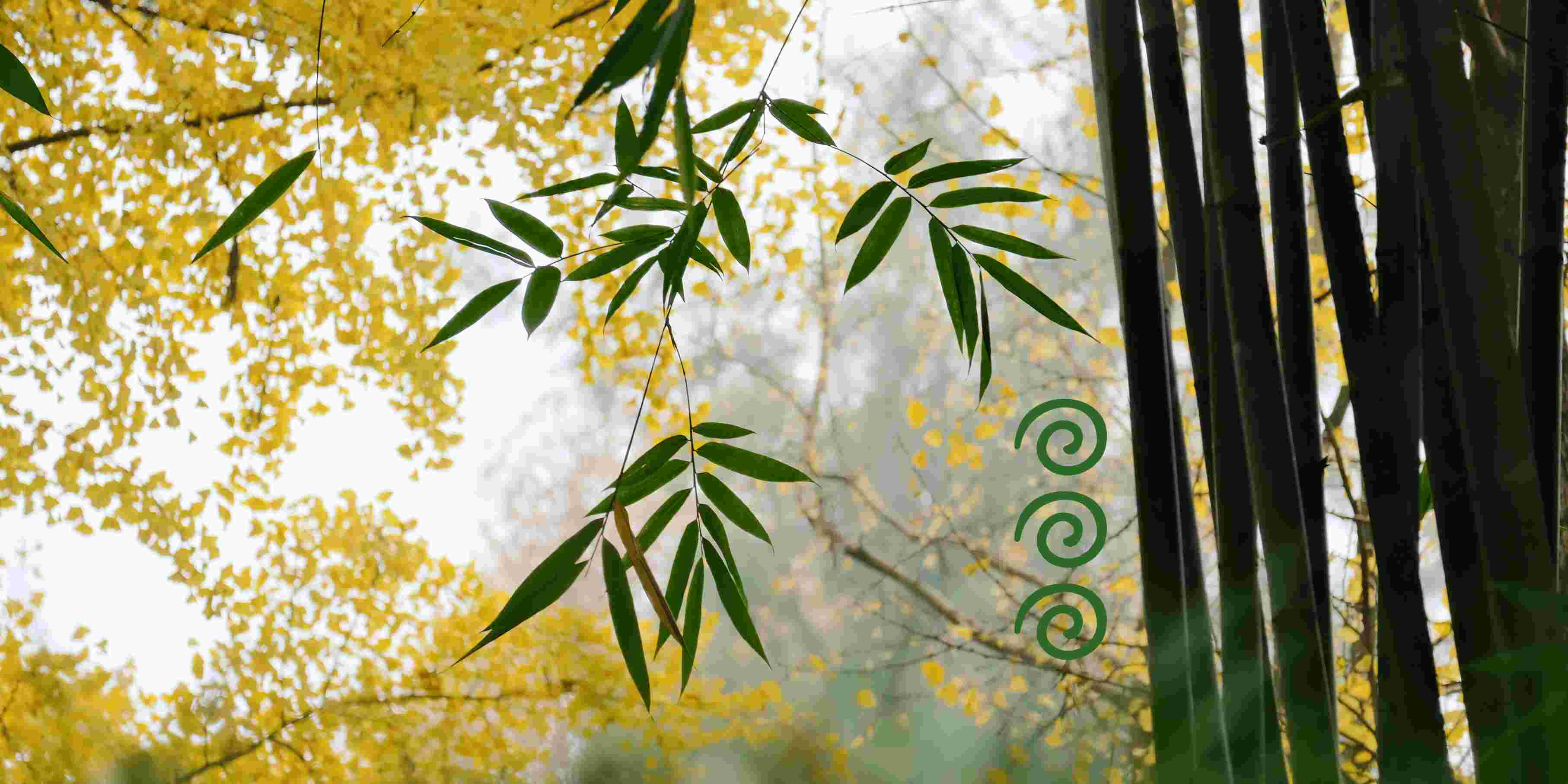 Happy Ripples bamboo forest background with green bamboo leaves yellow foliage and swirl graphics for natural brand styling