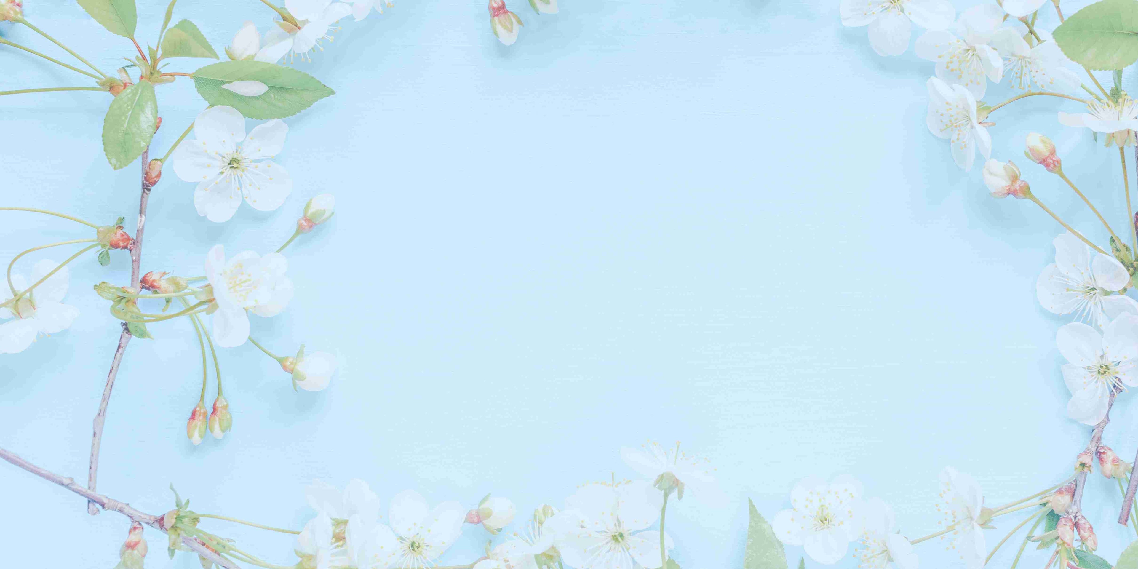 White cherry blossoms on soft blue background for Happy Ripples fresh gentle clean home care branding