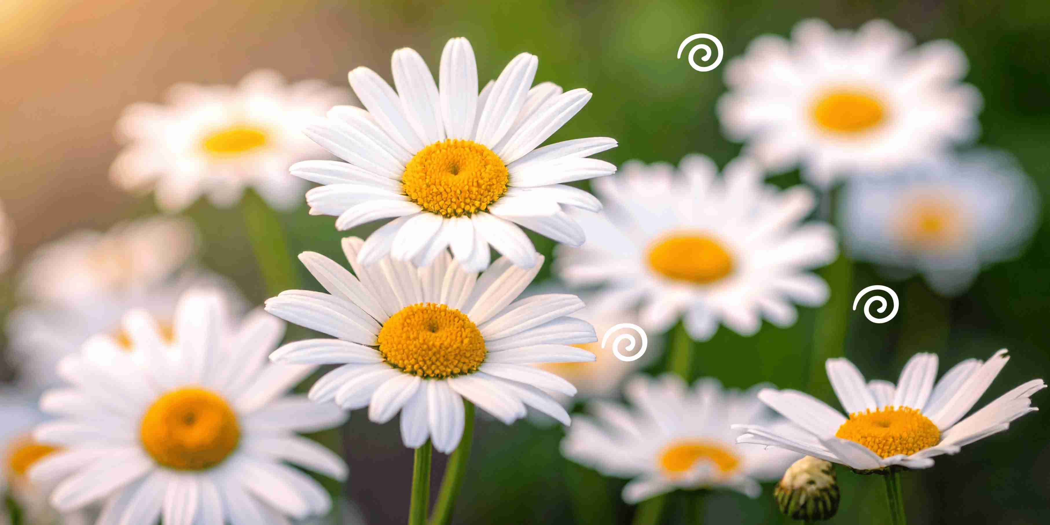 White daisies with Happy Ripples swirl graphics representing fresh gentle laundry care and clean home routines