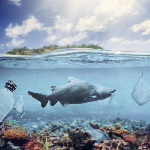 Ocean plastic pollution image showing shark swimming underwater with floating plastic bags and bottle for environmental awareness branding
